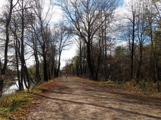 a forest path passing through a forest between bushes and trees