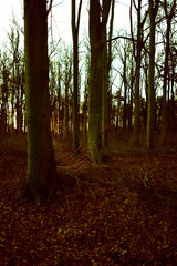 Obraz premium Altenburg / Germany: Mystic atmosphere and colors in the urban forest in the deep December sun