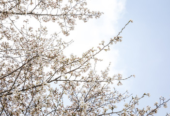 Sakura flowers