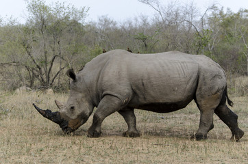 Naklejka premium Nosorożec biały, Ceratotherium simum, Park Narodowy Krugera, RPA