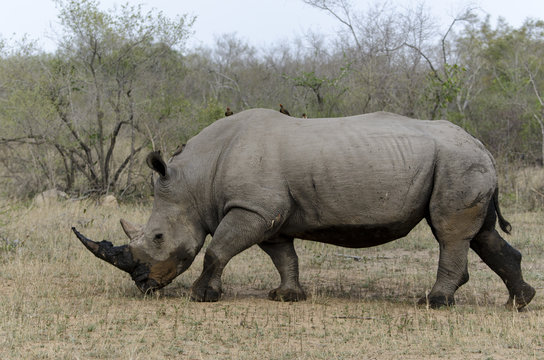 Rhinocéros blanc, Ceratotherium simum, Parc national Kruger, Afrique du Sud