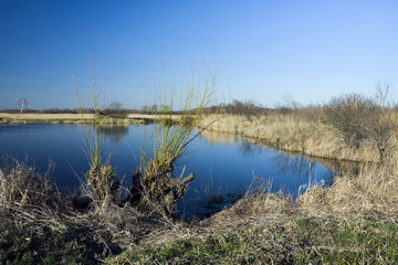 Bushes and dry grass at the edge of the pond