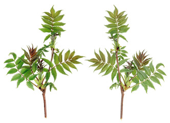 The front and back sides of the spring twig of wild forest no name bush.