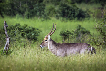 Common Waterbuck in Kruger National park, South Africa