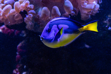 beautiful fish Regal Tang