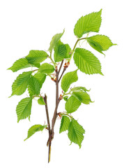 The twigs of a spring April birch tree with tender little green leaves