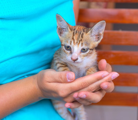 Little cat in woman's hands. Young kitty with red fur and blue eyes. Caring hands holding cute kitten.