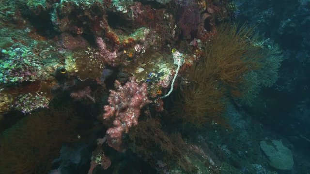 a soft coral growing on the wreck of the usat liberty at tulamben on the island of bali, indonesia
