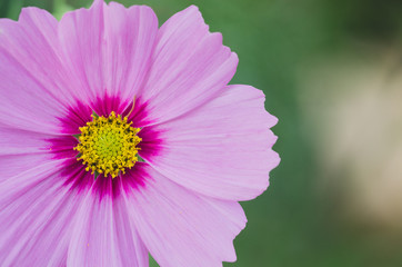Obraz premium Macro of cosmos flower of yellow and pink colors.