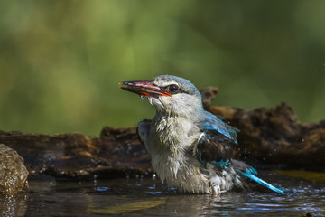 Woodland kingfisher in Mapungubwe National park, South Africa
