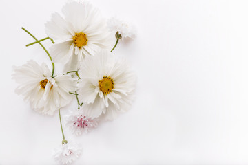Obraz premium Composition, frame white cosmea, cosmos flowers on white background. Backdrop with copy space, flat lay, top view. Mother's, Birthday, Valentines, Women's, Wedding Day concept