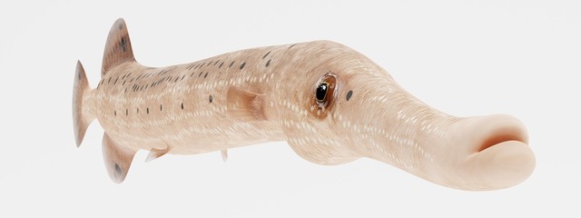 Realistic 3D Render of Trumpetfish © bescec