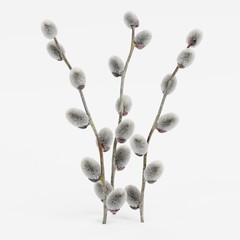 Realistic 3D Render of Willow Catkins - obrazy, fototapety, plakaty