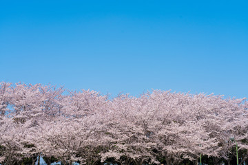 Beppunuma Park,Kumagaya Japan 2018 1