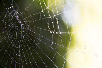 Thin and small spider webs with morning drew and water drops of the night with a bokeh of green trees and sky in the background, shot in bavaria