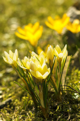 Macro photo of beautiful spring flowers growing in the garden,  yellow crocuses 