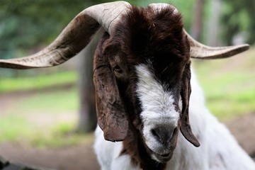 Bock