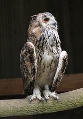 Vögel