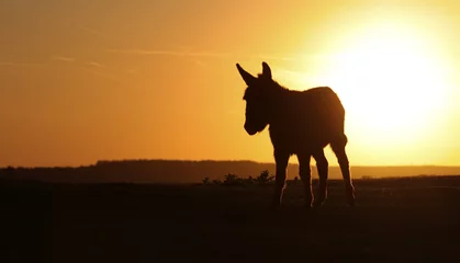 Papier Peint photo autocollant Âne Silhouette d& 39 âne sauvage au coucher du soleil