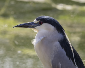 Profile of water bird with lake in background