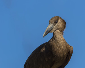 Profile of bird with blue sky in background