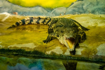 crocodile with open mouth with large teeth
