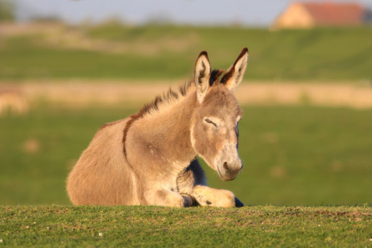 Laying wild donkey in a Field