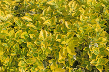 Kletter-Spindelstrauch, Euonymus fortunei