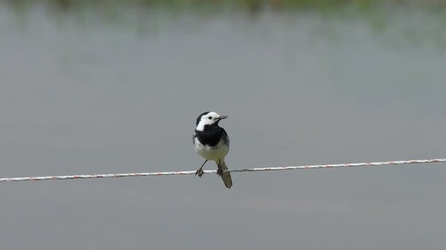 pied wagtail ( Motacilla alba ) on an electric fence wire