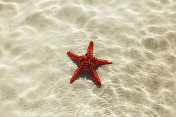 Fototapeta na wymiar Starfish in water