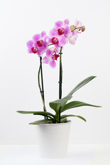 Fototapeta na wymiar Beauty orchid on a white background.