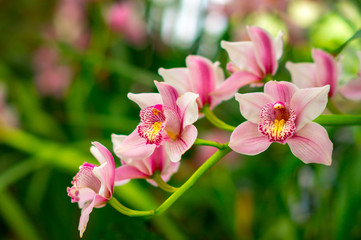 Beautiful pink Orchid flower with green floral background. Orchids are amazing flowers and also elegant.