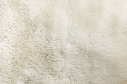White shaggy natural sheep fur texture for background