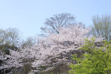 桜と新緑と青空