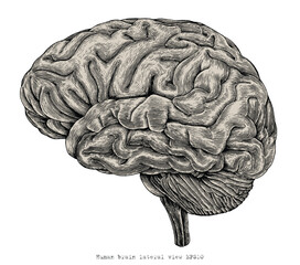 Human brain lateral view hand drawing vintage engraving illustration - obrazy, fototapety, plakaty
