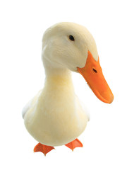 duck