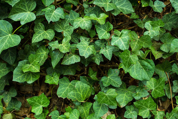 Green ivy leafs close-up