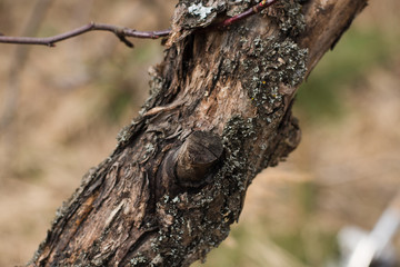 Fototapeta premium dry trunk of an Apple tree