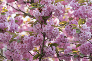 Fototapeta premium Japanische Zierkirsche im Frühling