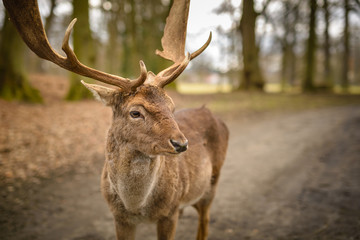 Fallow deer - Dama dama, alone in park, early spring