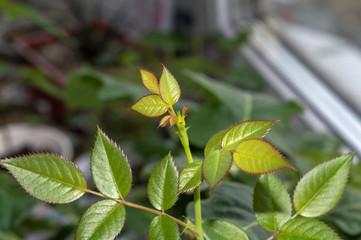 Dwarf rose with flower bud growing on window sill