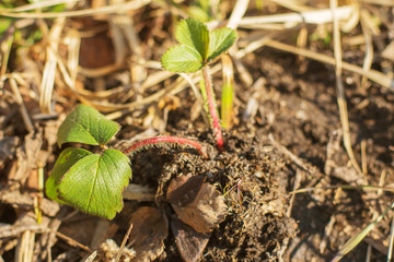strawberry plants in the forest