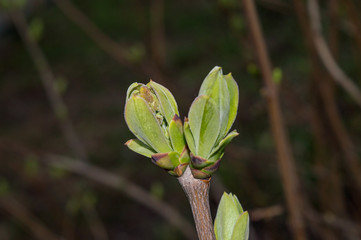 Flower bud of lilac in spring, popular ornamental shrub Syringa vulgaris before blooming