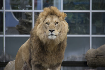 Male african lion with big mane with clean fur looking straight into the camera with closed mouth in front of a glass facade