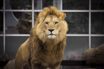 Male african lion with big mane with clean fur looking straight into the camera with closed mouth...