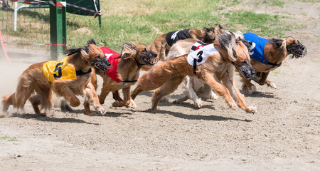 Greyhound, afghan hound, racing