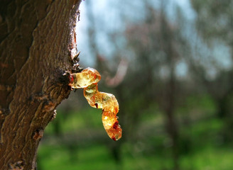 Drop of apricot wood tar.Tree resin. Macro photo.