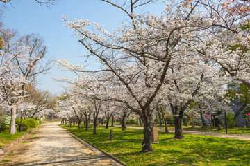 大阪の桜