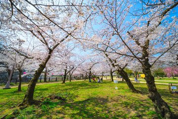 大阪の桜