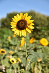 Obraz premium Tournesol en été